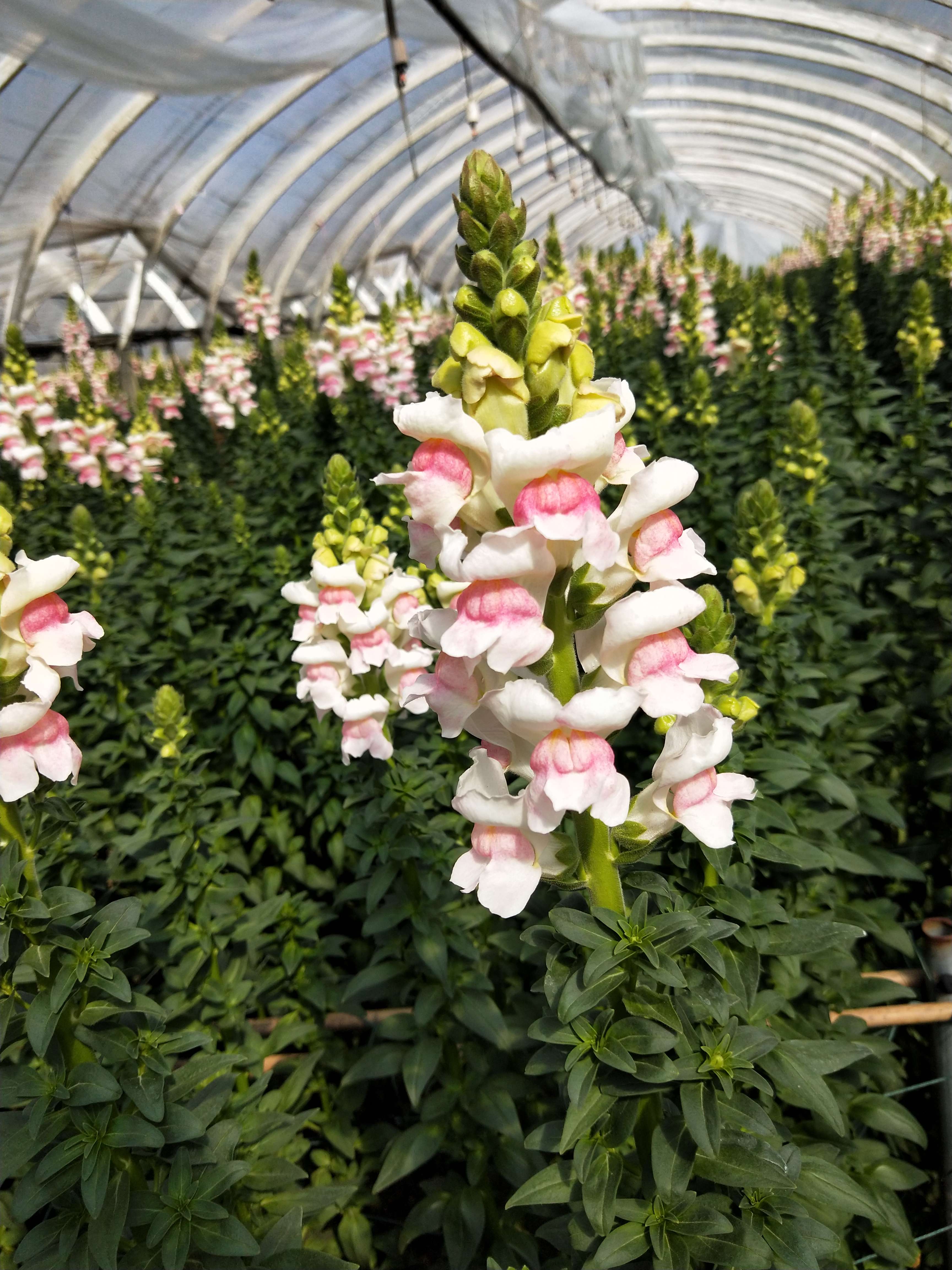 snap dragons flowers snap dragons flowers